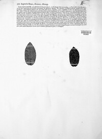Sphaerulina rehmiana image